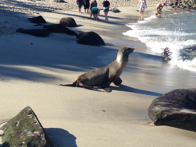 Seal running to water La Jolla Cove