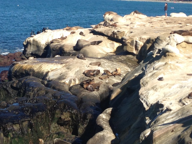Seals at La Jolla Cove